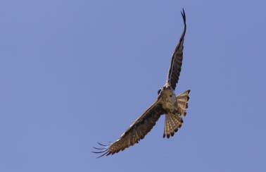 aguila perdicera vuelo