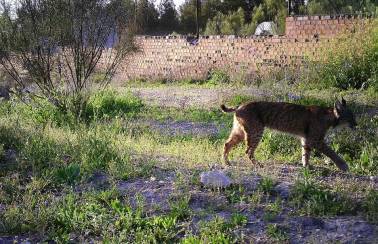 camara trampa lince