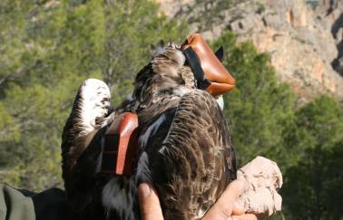 marcaje aguilas