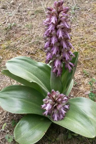 orquideas turo 2