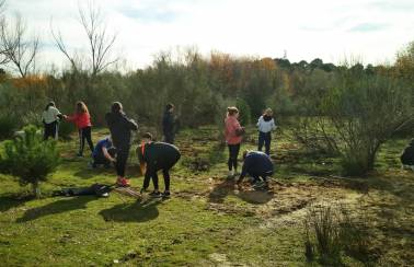 reforestando las rozas