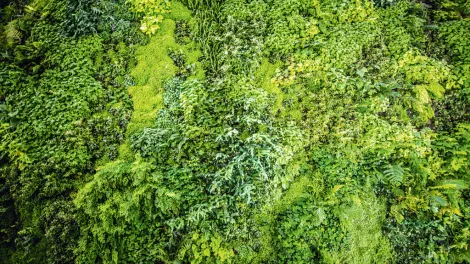 holcim_cambio-climatico