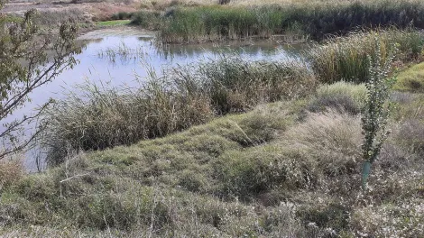 Complejo Lagunar FIRE y HOLCIM mejoran la biodiversidad