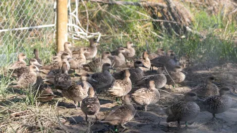 cercetas pardillas en cantera Jerez