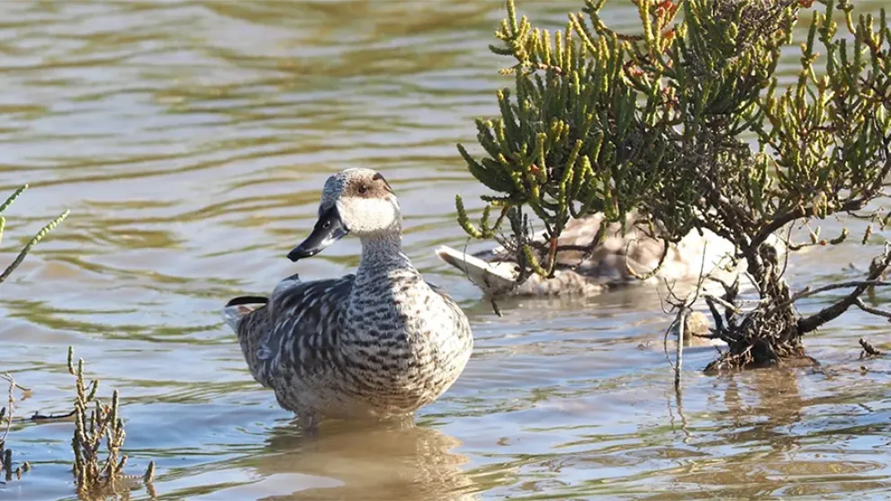 pato cerceta pardilla jerez