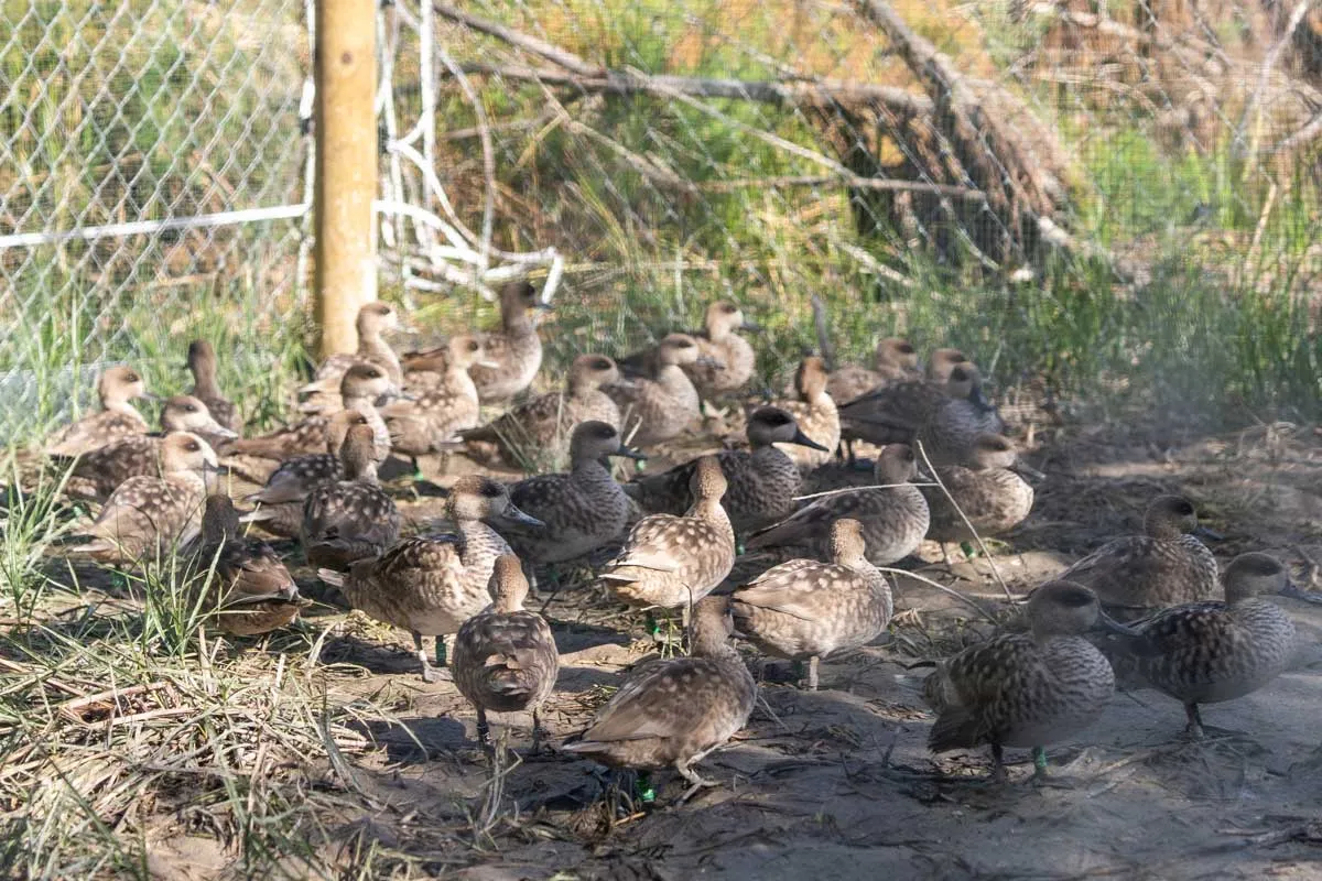 cercetas pardillas en cantera Jerez