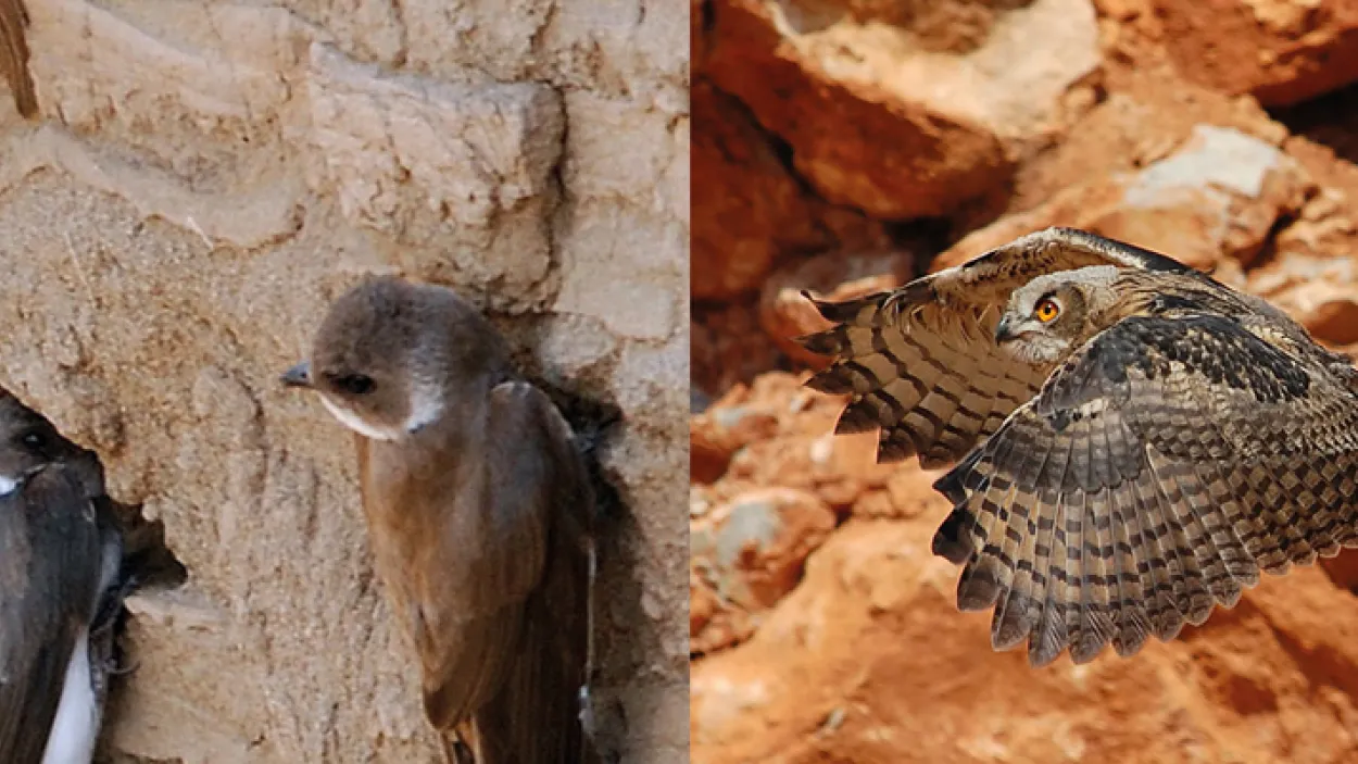 aves rupicolas en canteras de Holcim