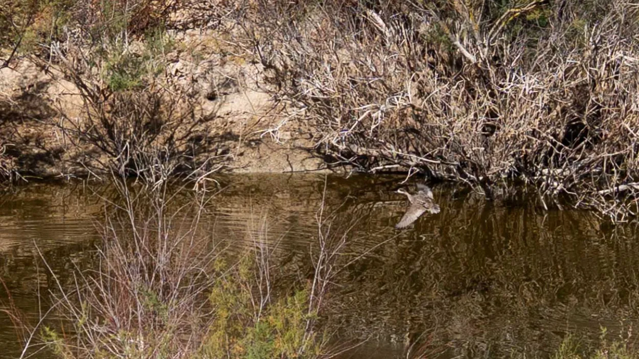 liberación cerceta pardilla: cantera Jerez Holcim