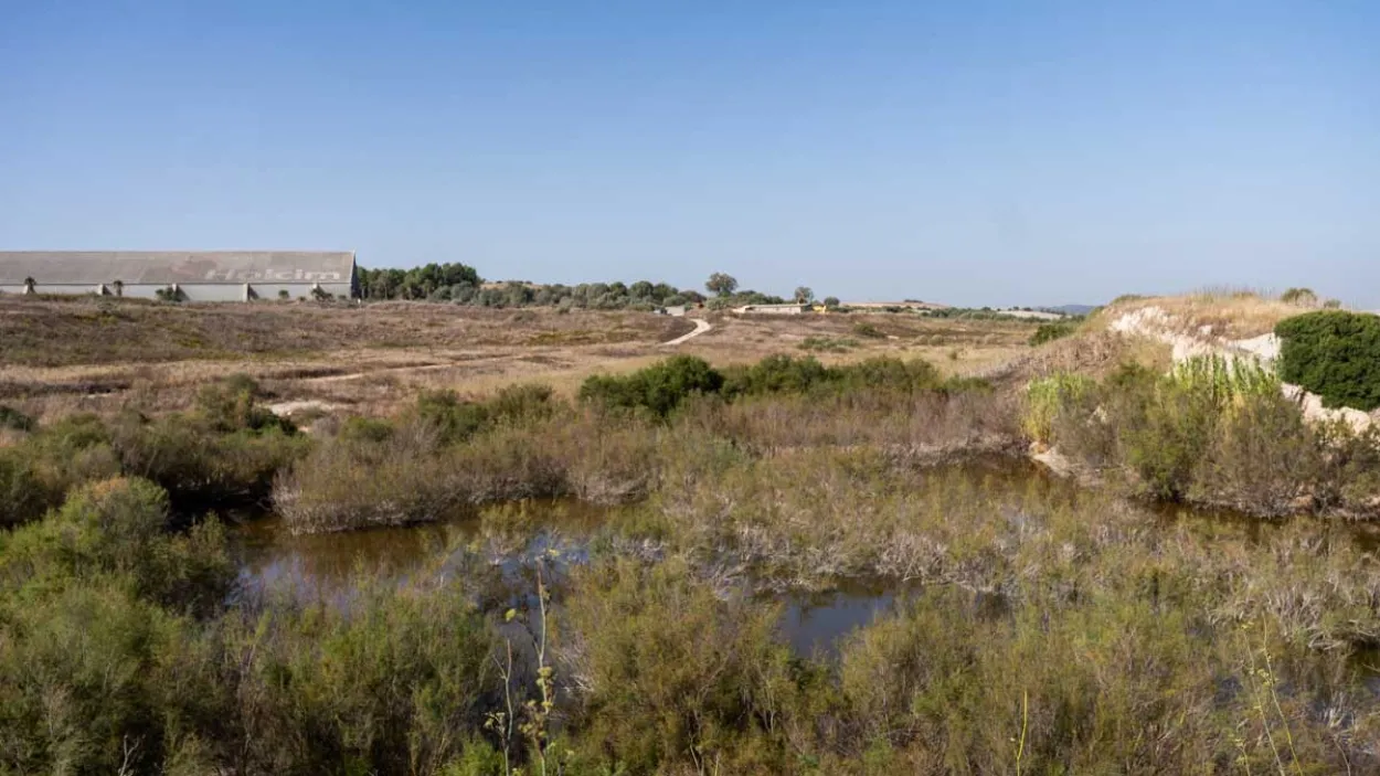  cantera Jerez liberación cerceta pardilla