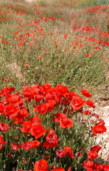 amapolas
