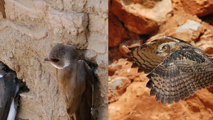 aves rupicolas en canteras de Holcim