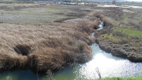 Biodiversidad compartida en GBIF