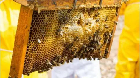 Estación polinizadora para abejas silvestres
