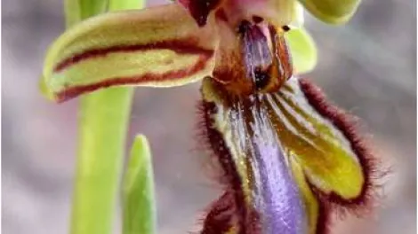 Montcada i Reixac y Yepes-Ciruelos