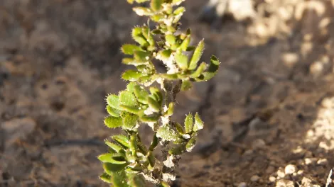 Nueva fase de plantación